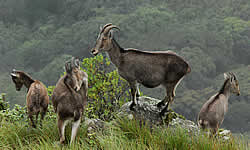 Eravikulam National Park